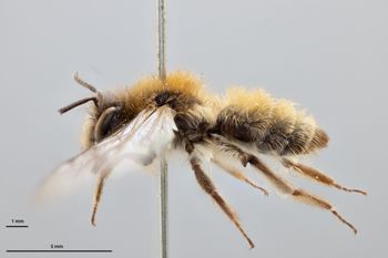 Media type: image;   Entomology 771576 Aspect: habitus lateral view